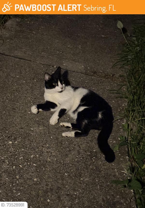 Found/Stray Male Cat last seen Fernway st, Sebring, FL 33872