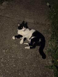 Found/Stray Male Cat last seen Fernway st, Sebring, FL 33872