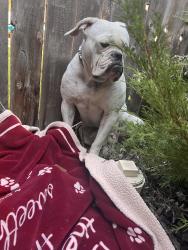 Found/Stray Female Dog last seen Near w Rochester street Boise 83813, Boise, ID 83713