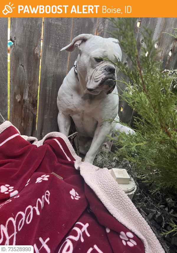Found/Stray Female Dog last seen Near w Rochester street Boise 83813, Boise, ID 83713
