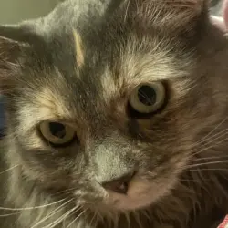 Reunited Female Cat last seen Country Club ests Mobile Home Park, 84117 at the corner of 1300 E and Van Winkle, Salt Lake City, UT 84117