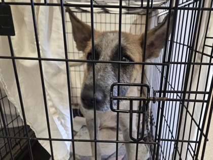 Shelter Stray Male Dog last seen CLEARWING CIR, GEORGETOWN, City of Georgetown, TX, 1855 SE Inner Loop, Georgetown, TX 78626, USA
