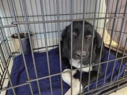 Shelter Stray Female Dog last seen FM 1466, Williamson County, TX, 1855 SE Inner Loop, Georgetown, TX 78626, USA