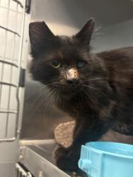 Shelter Stray Male Cat last seen W McKenzie Ave & N Hayes Ave, Fresno Zone Fresno CO 2 93723, CA, 1510 W Dan Ronquillo Dr, Fresno, CA 93706, USA