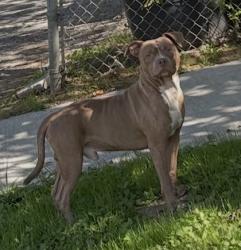 Shelter Stray Male Dog last seen , North District, TX, 355 Hillshire Dr, Haslet, TX 76052, USA