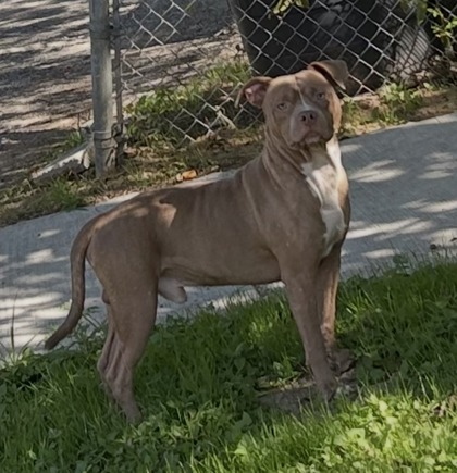 Shelter Stray Male Dog last seen , North District, TX, 355 Hillshire Dr, Haslet, TX 76052, USA