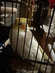 Lost Male Bird last seen crawford terrace, chestnut street, Union, NJ 07083