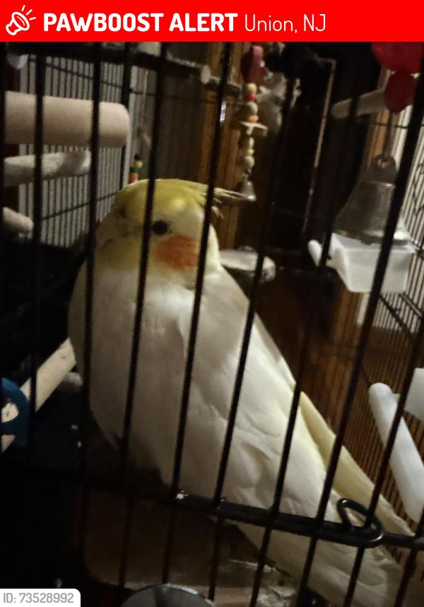 Lost Male Bird last seen crawford terrace, chestnut street, Union, NJ 07083