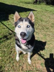 Found/Stray Male Dog last seen Rogers rd, Chattanooga, TN 37411
