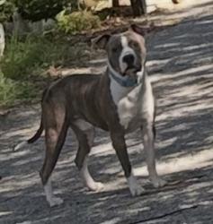 Shelter Stray Male Dog last seen , North District, TX, 355 Hillshire Dr, Haslet, TX 76052, USA
