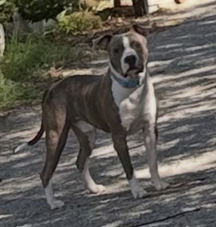 Shelter Stray Male Dog last seen , North District, TX, 355 Hillshire Dr, Haslet, TX 76052, USA