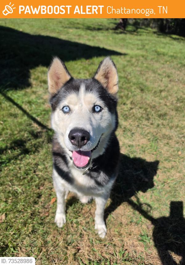 Found/Stray Male Dog last seen Rogers rd, Chattanooga, TN 37411