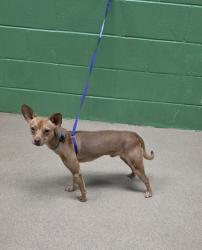 Shelter Stray Male Dog last seen Near Easley Hwy, 29673, Anderson County, SC, 1320 US-29, Anderson, SC 29626, USA