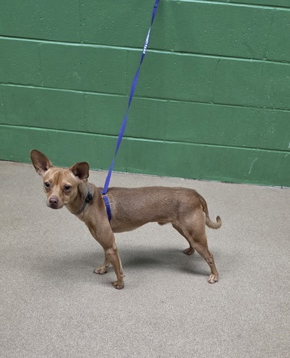 Shelter Stray Male Dog last seen Near Easley Hwy, 29673, Anderson County, SC, 1320 US-29, Anderson, SC 29626, USA