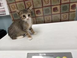 Shelter Stray Female Cat last seen Nicholas St, 43609, OH, 827 Illinois Ave, Maumee, OH 43537, USA