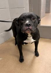 Shelter Stray Female Dog last seen Near Murphy Rd., 29626, Anderson County, SC, 1320 US-29, Anderson, SC 29626, USA