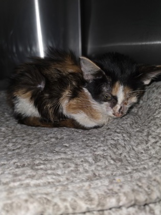 Shelter Stray Female Cat last seen Near Rice St 29627, Belton City, SC, 1320 US-29, Anderson, SC 29626, USA