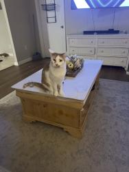 Lost Male Cat last seen Near Laurel Hill Lane, Columbia, SC 29201