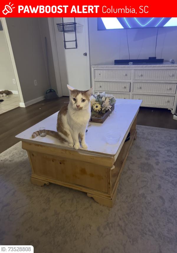 Lost Male Cat last seen Near Laurel Hill Lane, Columbia, SC 29201