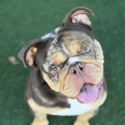 Shelter Stray Male Dog last seen Near FLORIN PERKINS RD, City of Sacramento, CA, 6201 Florin Perkins Rd, Sacramento, CA 95828, USA
