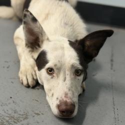 Shelter Stray Male Dog last seen Eastbound 50 Right On Bradshaw, Rancho Cordova, CA, 6201 Florin Perkins Rd, Sacramento, CA 95828, USA
