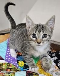 Shelter Stray Male Cat last seen Calloway & Norris, City, CA, 3000 Gibson St, Bakersfield, CA 93308, USA