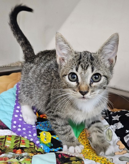 Shelter Stray Male Cat last seen Calloway & Norris, City, CA, 3000 Gibson St, Bakersfield, CA 93308, USA