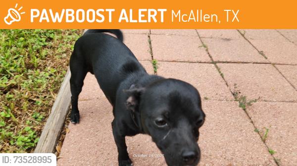 Found/Stray Male Dog last seen 29th St & Umbrellabird, McAllen, TX 78504