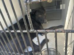 Shelter Stray Male Dog last seen Near Tucson Trail, Atlanta, GA, 1251 Fulton Industrial Blvd NW, Atlanta, GA 30336, USA