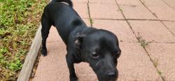 Found/Stray Male Dog last seen 29th St & Umbrellabird, McAllen, TX 78504
