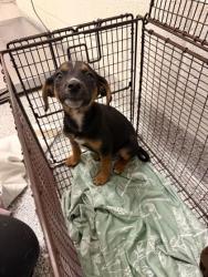 Shelter Stray Female Dog last seen Near N Broadway St, Knox County GP, TN, 3201 Division St, Knoxville, TN 37919, USA
