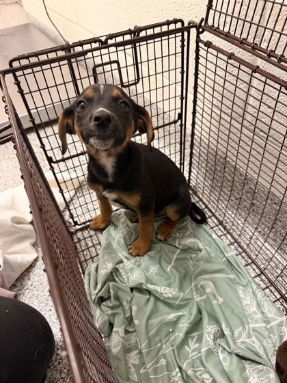Shelter Stray Female Dog last seen Near N Broadway St, Knox County GP, TN, 3201 Division St, Knoxville, TN 37919, USA