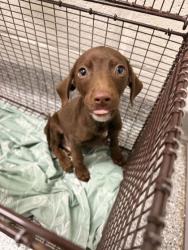 Shelter Stray Male Dog last seen Near N Broadway St, Knox County GP, TN, 3201 Division St, Knoxville, TN 37919, USA