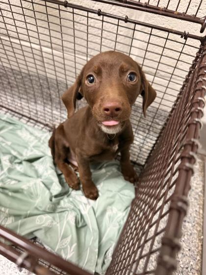 Shelter Stray Male Dog last seen Near N Broadway St, Knox County GP, TN, 3201 Division St, Knoxville, TN 37919, USA