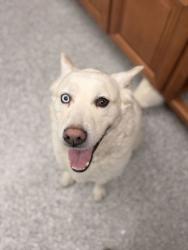 Shelter Stray Male Dog last seen Dante Rd, Knox County GP, TN, 3201 Division St, Knoxville, TN 37919, USA
