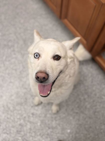 Shelter Stray Male Dog last seen Dante Rd, Knox County GP, TN, 3201 Division St, Knoxville, TN 37919, USA