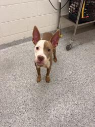 Shelter Stray Female Dog last seen Near Winona Street (Caswell Park), Knox County GP, TN, 3201 Division St, Knoxville, TN 37919, USA