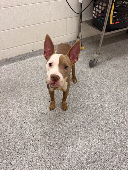 Shelter Stray Female Dog last seen Near Winona Street (Caswell Park), Knox County GP, TN, 3201 Division St, Knoxville, TN 37919, USA