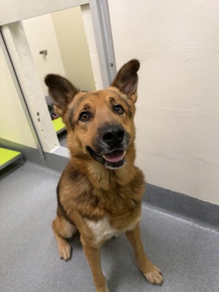 Shelter Stray Male Dog last seen Near S Center, Longview, City of, TX, 303 H G Mosley Pkwy, Longview, TX 75604, USA
