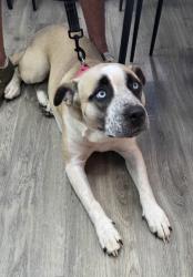 Shelter Stray Female Dog last seen Near Darrah Street, Fairhope, AL 36532, Fairhope Animal Control Jurisdiction, AL, 555 S Section St, Fairhope, AL 36532, USA