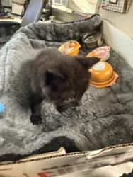 Shelter Stray Male Cat last seen Acorn St, Caddo Parish, LA, 1500 Monty St, Shreveport, LA 71107, USA