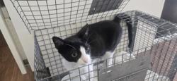 Shelter Stray Female Cat last seen Near spring grove dr, 70809, LA, 2550 Gourrier Ave, Baton Rouge, LA 70820, USA