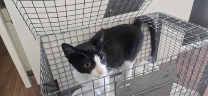 Shelter Stray Female Cat last seen Near spring grove dr, 70809, LA, 2550 Gourrier Ave, Baton Rouge, LA 70820, USA