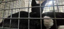 Shelter Stray Unknown Cat last seen Near spring grove dr, 70809, LA, 2550 Gourrier Ave, Baton Rouge, LA 70820, USA