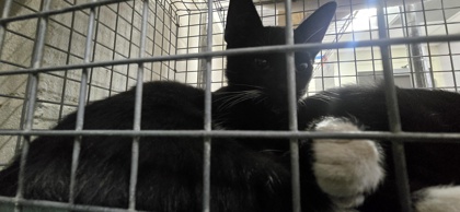 Shelter Stray Unknown Cat last seen Near spring grove dr, 70809, LA, 2550 Gourrier Ave, Baton Rouge, LA 70820, USA