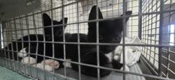 Shelter Stray Unknown Cat last seen Near spring grove dr, 70809, LA, 2550 Gourrier Ave, Baton Rouge, LA 70820, USA