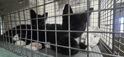 Shelter Stray Unknown Cat last seen Near spring grove dr, 70809, LA, 2550 Gourrier Ave, Baton Rouge, LA 70820, USA