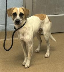 Shelter Stray Male Dog last seen Near Heathrow Way, 30087, GA, 3280 Chamblee Dunwoody Rd, Chamblee, GA 30341, USA