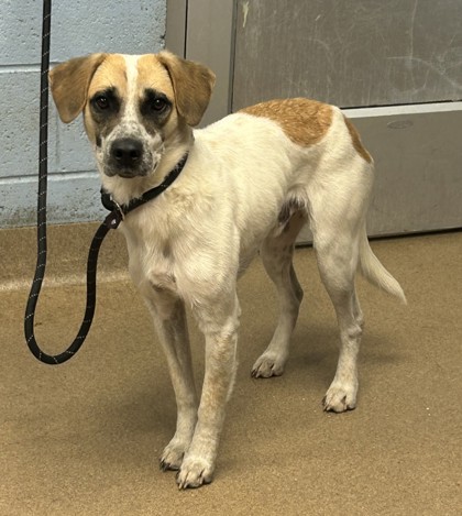 Shelter Stray Male Dog last seen Near Heathrow Way, 30087, GA, 3280 Chamblee Dunwoody Rd, Chamblee, GA 30341, USA