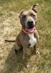 Shelter Stray Male Dog last seen Parkview Lanes Bowling Alley, Holder, FL, 4030 S Airport Rd, Inverness, FL 34450, USA